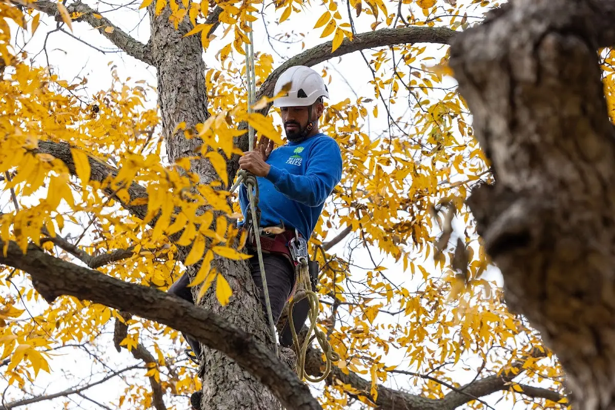 Skilled Tree Trimming crew working in Odell